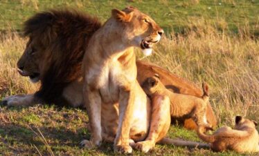 Tsavo east safari from diani beach