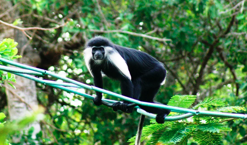 Diani Beach Columbus Conservation Centre half day tour