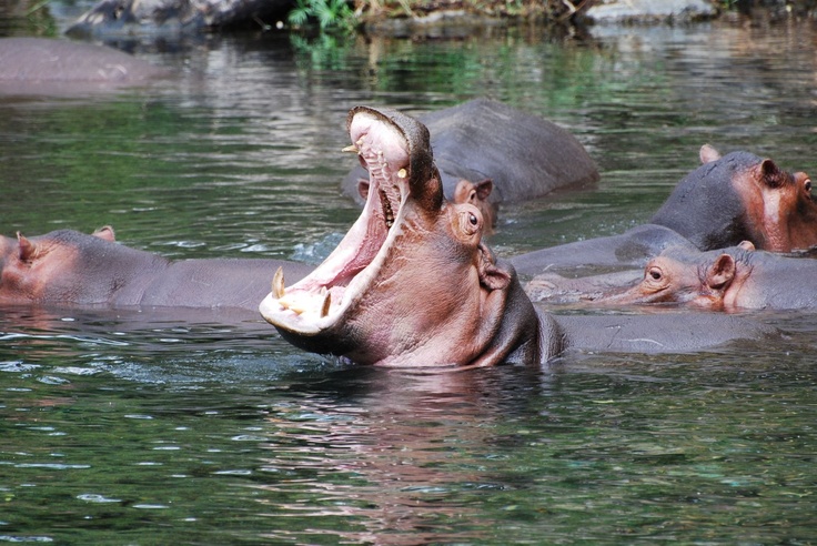 Mzima springs Tsavo West | Diani Tsavo West Safari