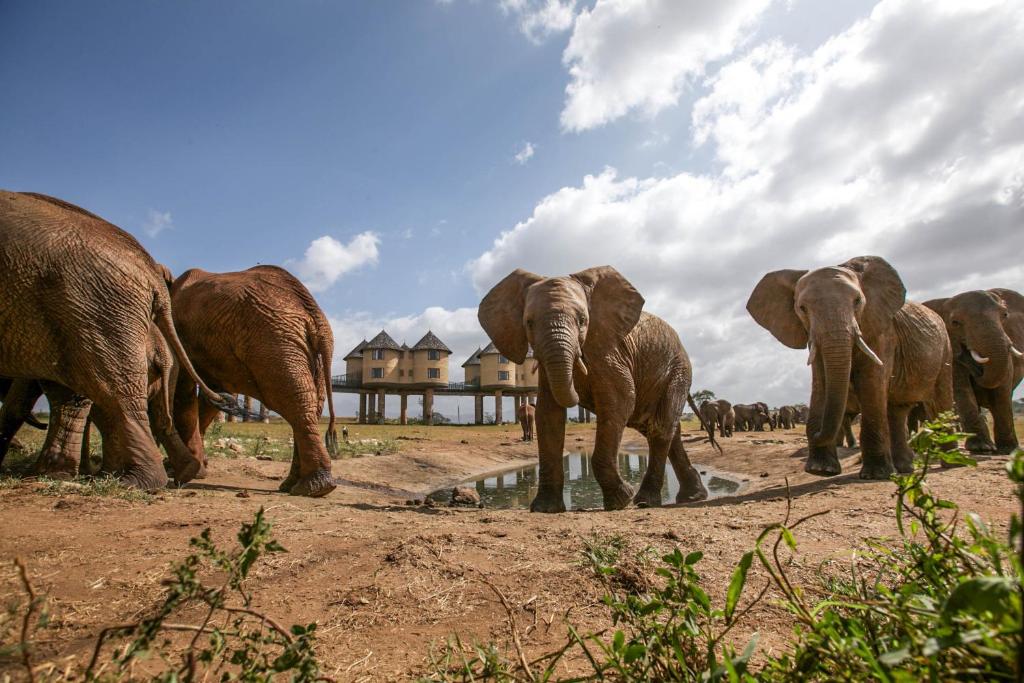 2 DAYS DIANI TAITA HILLS SALTLICK SAFARI