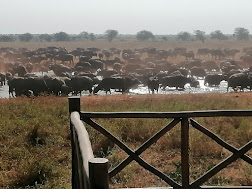 2 Days Ngutuni Safari from Diani Mombasa