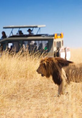 Kenya Luxury safari tour packages