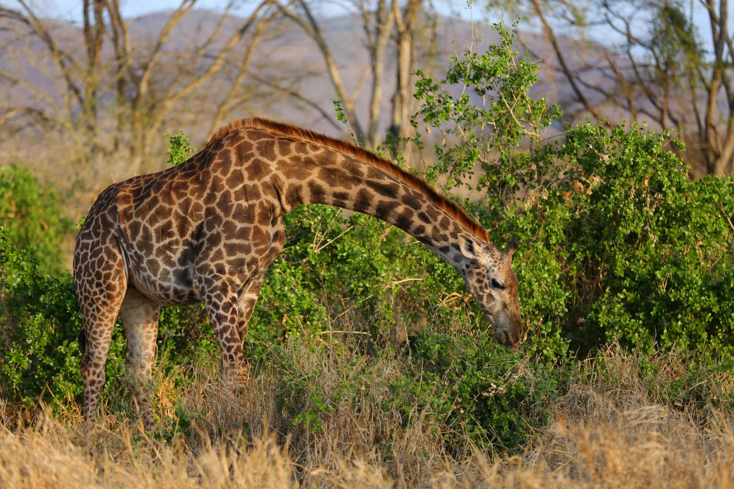 2 DAYS DIANI TAITA HILLS SALTLICK SAFARI