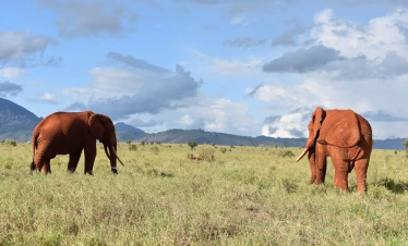Elephants at Taita Hills during a 2-day Kenya safari