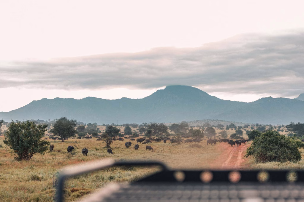 Safari vehicle with tourists viewing wildlife in Taita Hills, Kenya