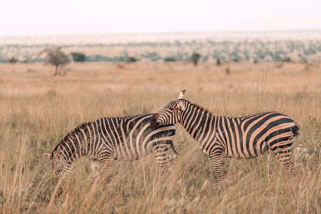 Close-up of zebras and giraffes spotted on safari in Taita Hills