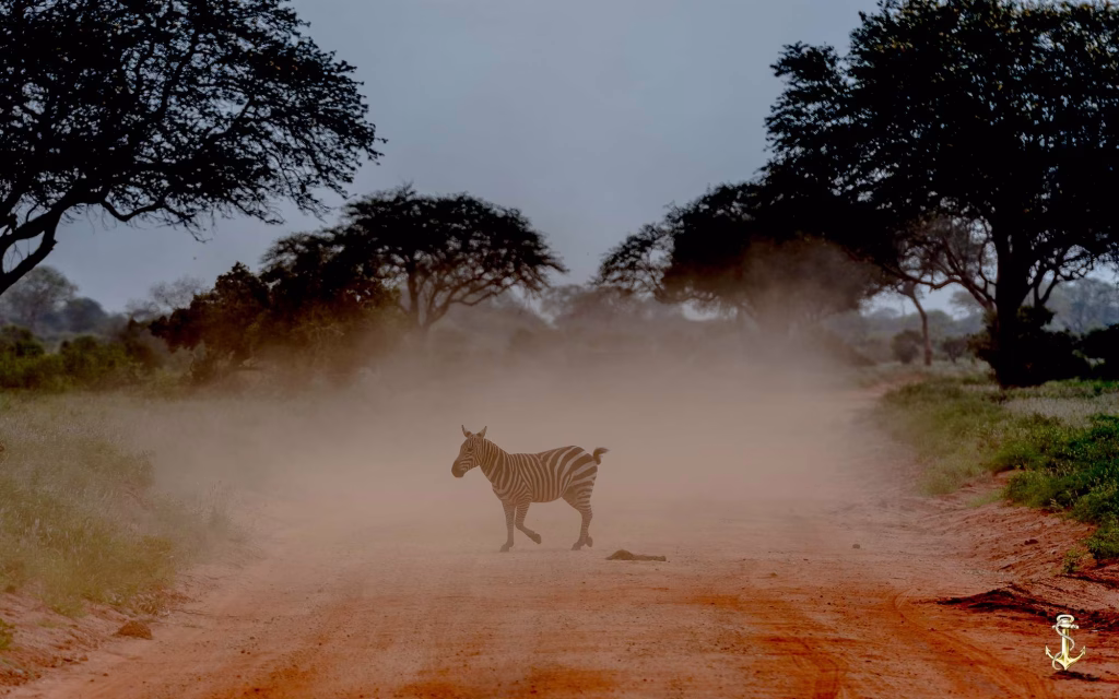Giraffes and zebras spotted on Taita Hills safari tour