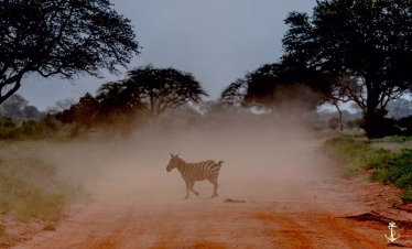 Giraffes and zebras spotted on Taita Hills safari tour