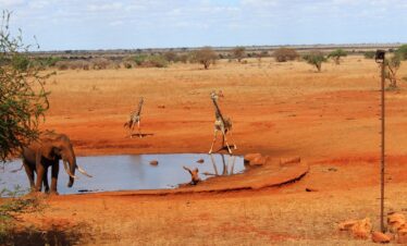 2 Days Ngutuni Safari from Diani Mombasa