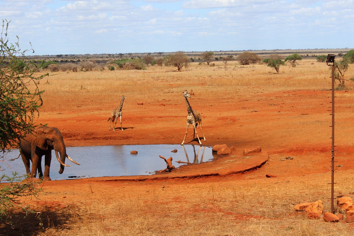 2 Days Ngutuni Safari from Diani Mombasa