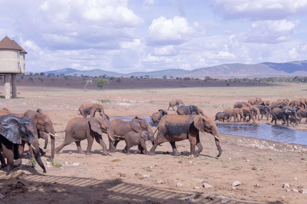 Elephants grazing during a game drive at Taita Hills Wildlife Sanctuary