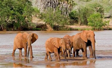 Tsavo Jeep safari from Diani