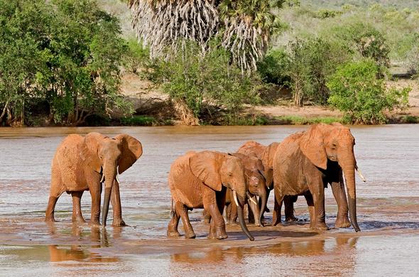 Tsavo Jeep safari from Diani