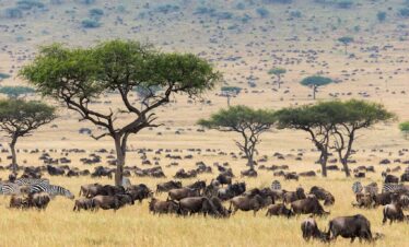 Masai Mara wildebeest migration