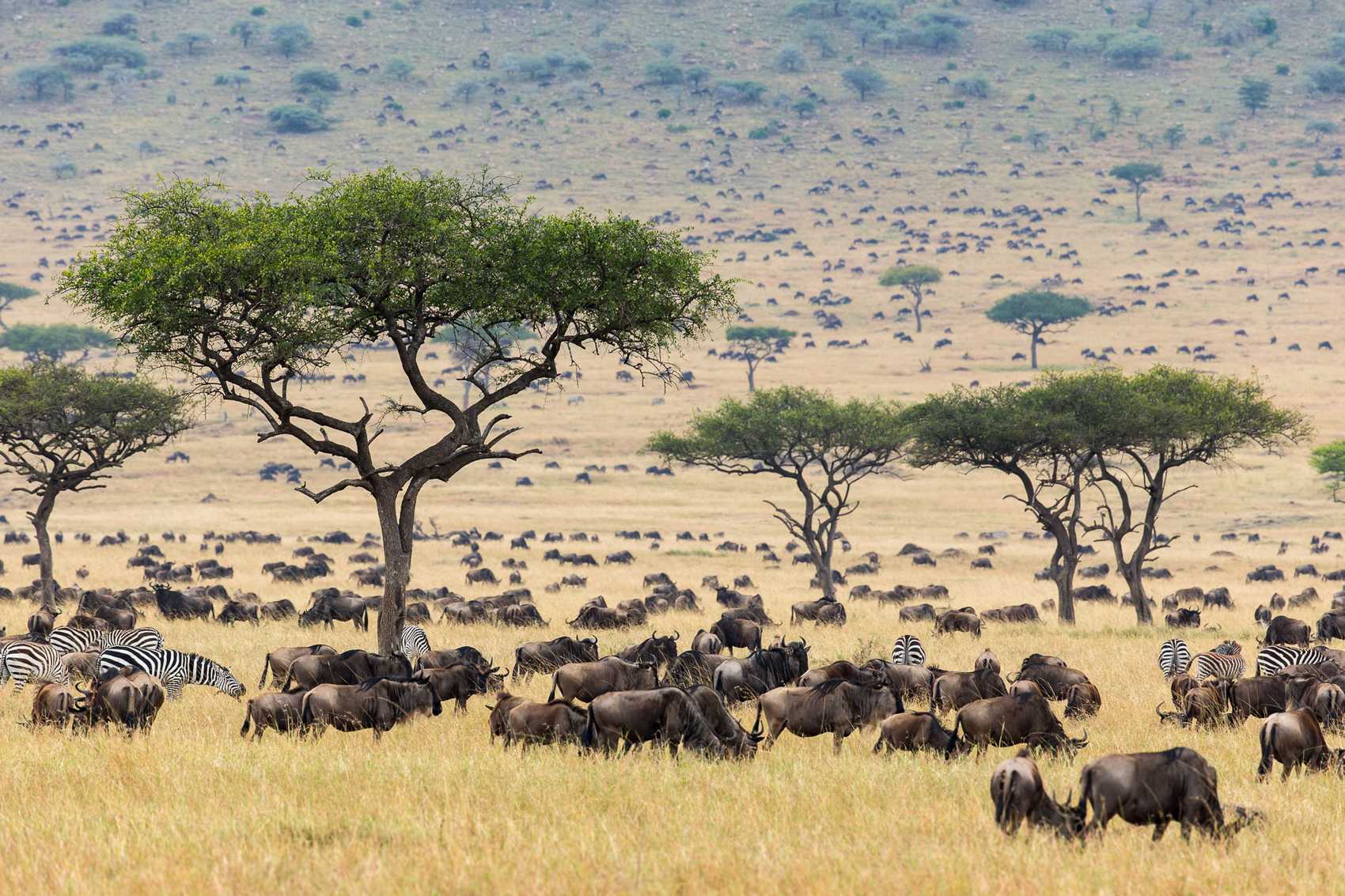 Masai Mara wildebeest migration