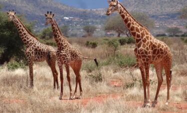 3 days tsavo ngutuni from mombasa