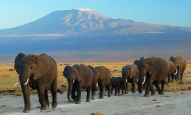 Amboseli Jeep Safari