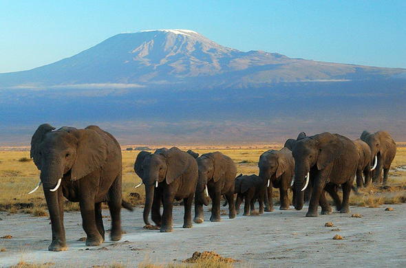 Amboseli Jeep Safari