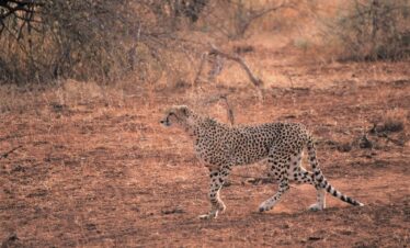 3 Days Tsavo East safari