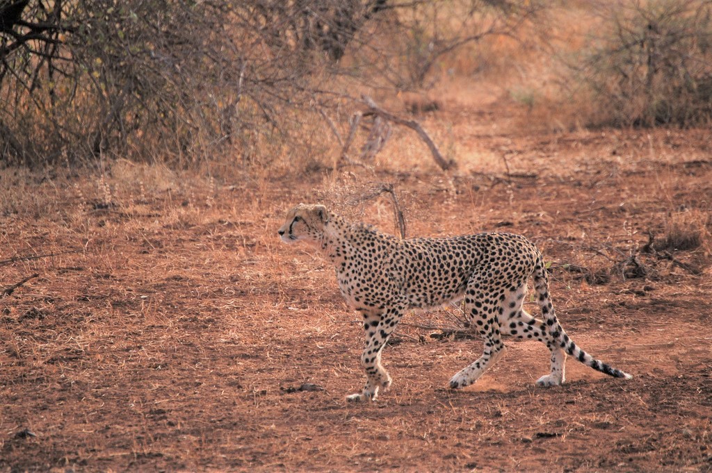 3 Days Tsavo East safari