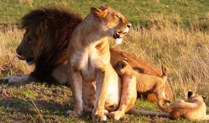 Animals in Tsavo east