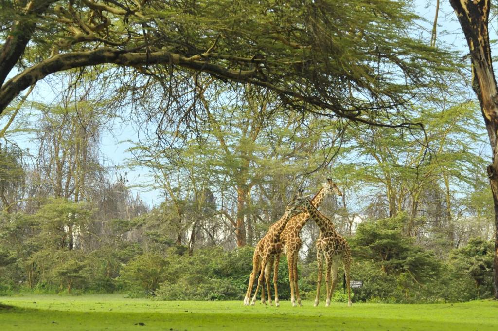 Crescent Island Lake Naivasha
