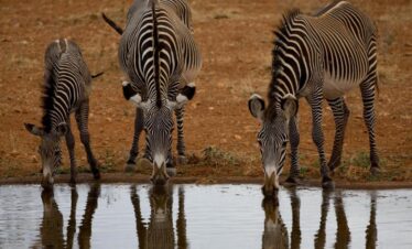 Nairobi private jeep safari