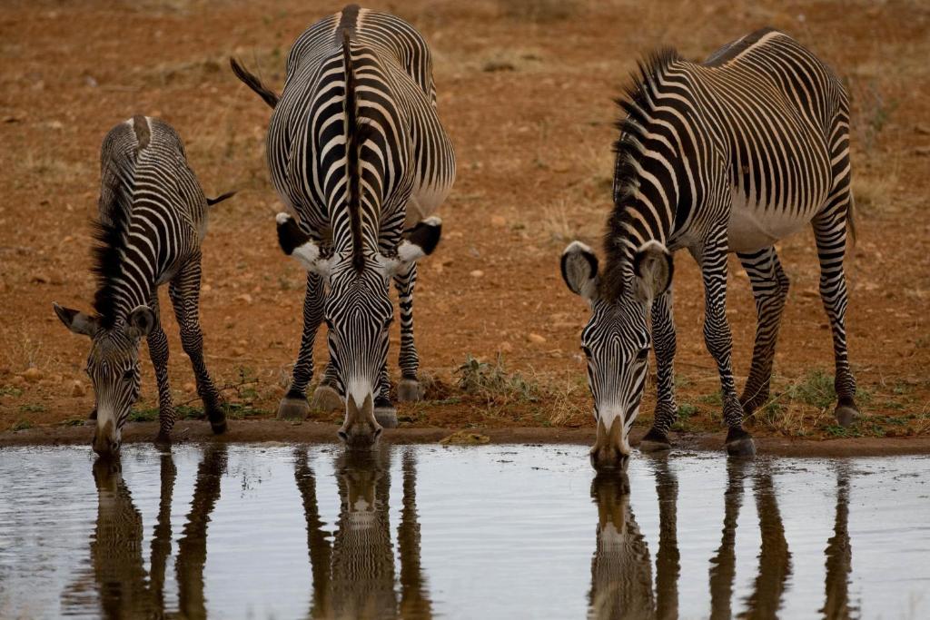Nairobi private jeep safari