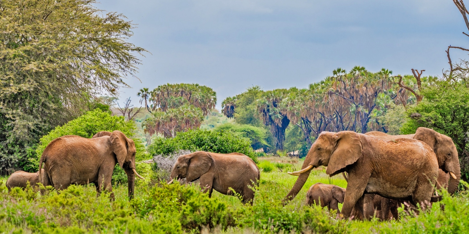 Samburu National Reserve Safari from Nairobi