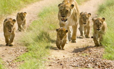 Safari from Diani Beach Kenya