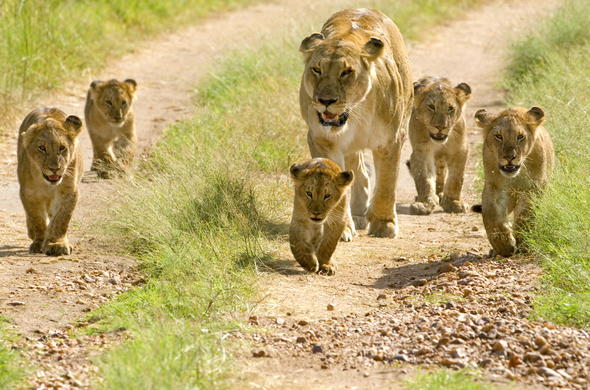 Safari from Diani Beach Kenya