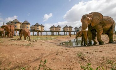Diani Beach 2 Days Tsavo East Saltlick Safari