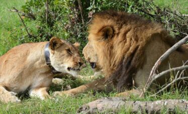 Lion Tracking Safaris in Kenya - Ol Pejeta Conservancy