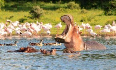 Nairobi to Lake Naivasha day tour