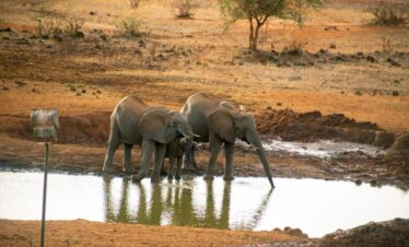 Tsavo West National Park