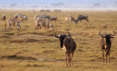 Best amboseli day tour from nairobi