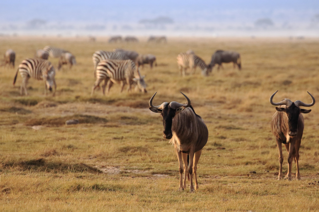 Best amboseli day tour from nairobi