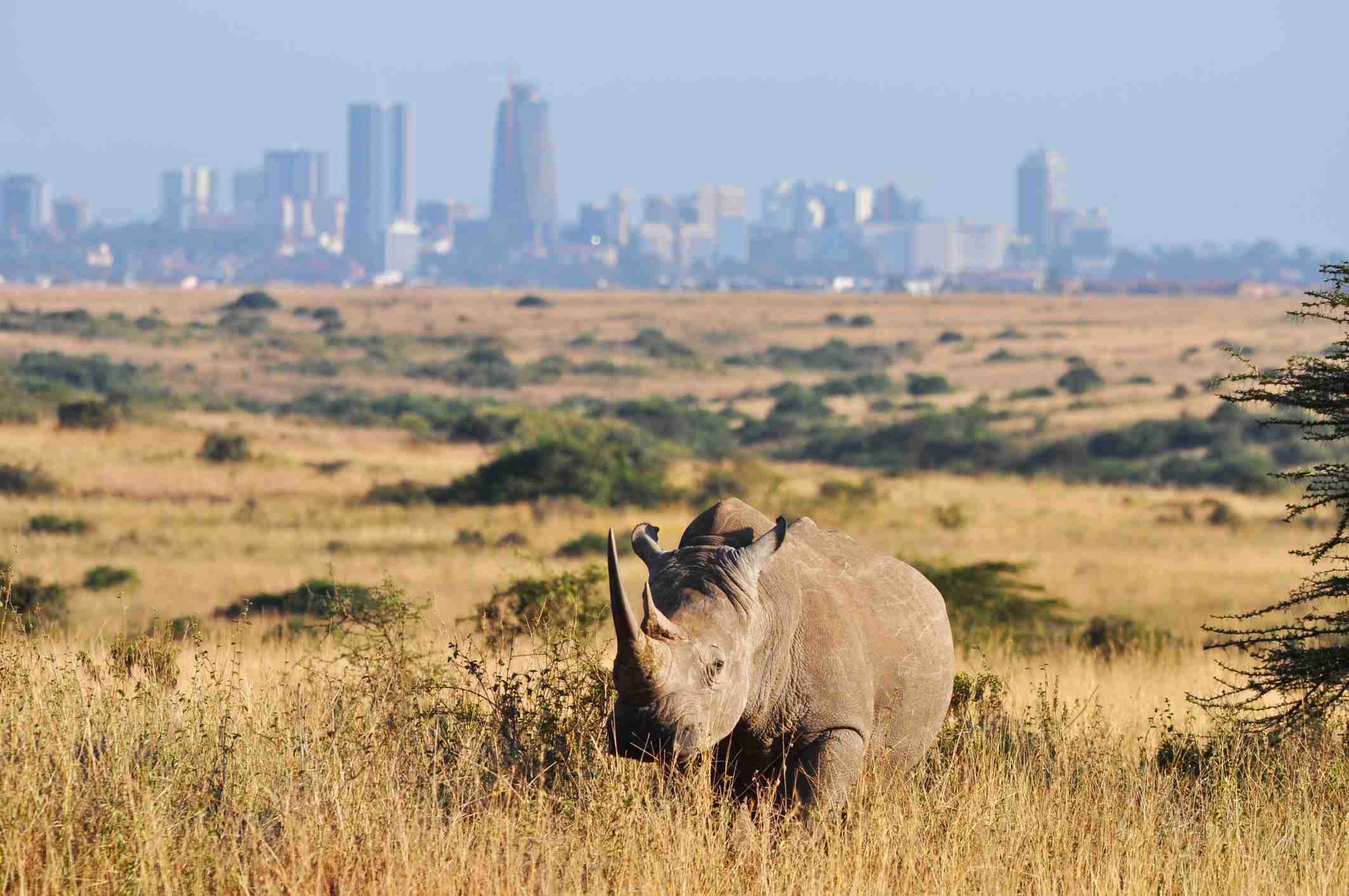 Nairobi national park