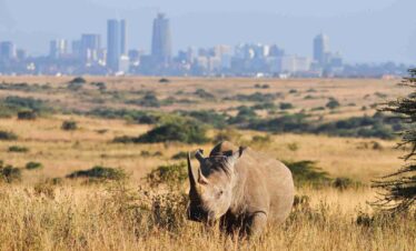 Nairobi National Park Day Safari