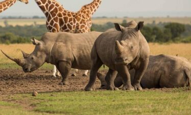 Ol Pejeta Wildlife Conservancy