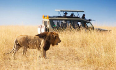 7 Days Kenya Safari Package
