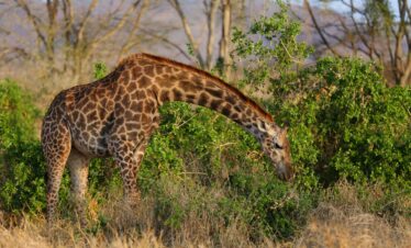 Diani Beach 2 Days Saltlick safri