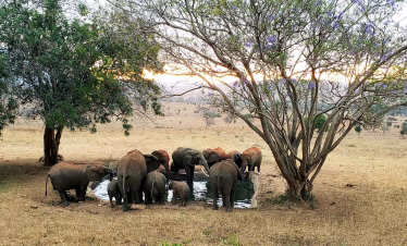 Affordable safaris from Mombasa