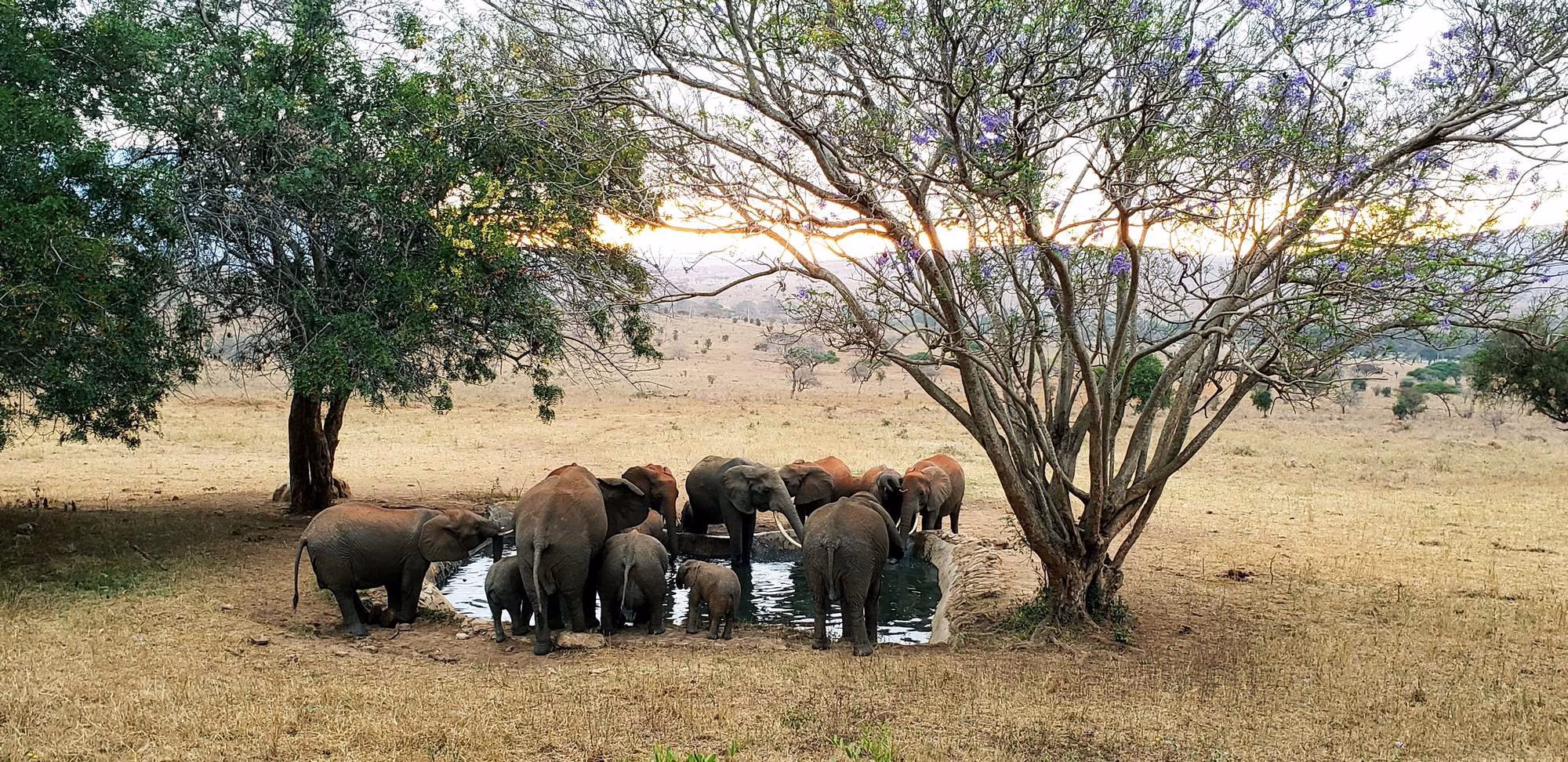 Affordable safaris from Mombasa