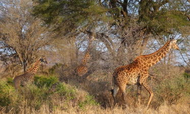 Safari from Mombasa to Tsavo East