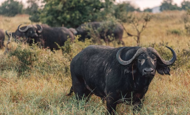 2 Days Tsavo East and Taita Hills Safari from Diani Beach or Mombasa