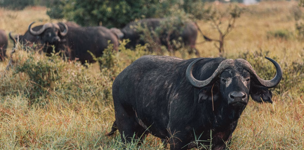 2 Days Tsavo East and Taita Hills Safari from Diani Beach or Mombasa