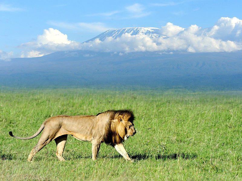 How much does it cost to go to Amboseli?