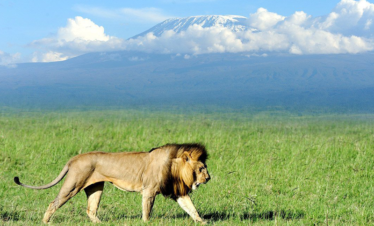 Amboseli day tour from nairobi price