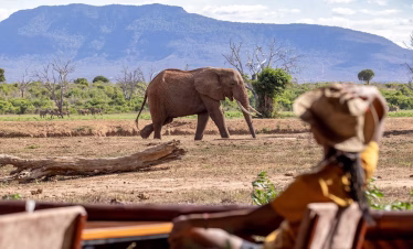 Mombasa safari to Salt Lick Lodge